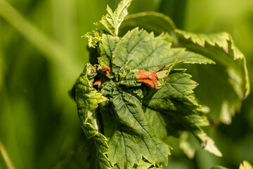 curled currant leaves close up