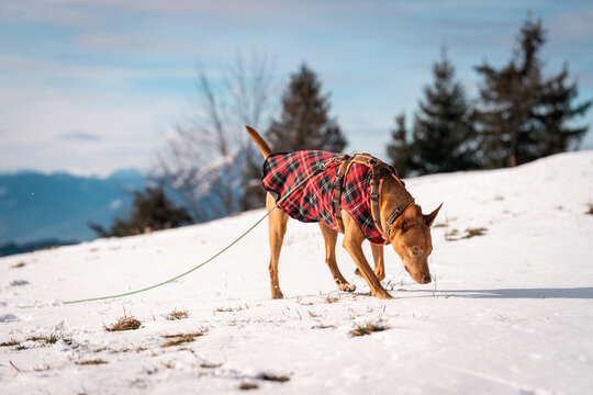 Podenco Hund mit Matel im Winter