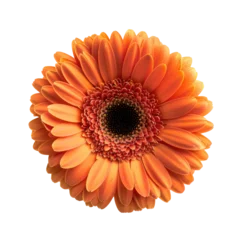 Fototapeten Macro view on gerbera orange flower, transparent background.  © notannft