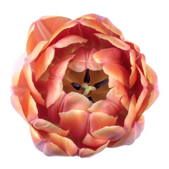 Macro view on tulip flower of peach color, transparent background. 