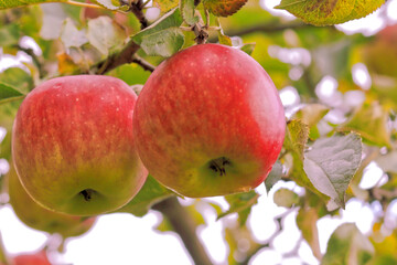Natural ripe apples on a branch with leaves