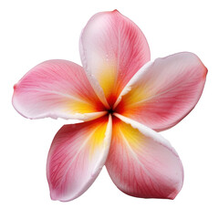 Fototapeta na wymiar Plumeria frangipani flower on white background. 