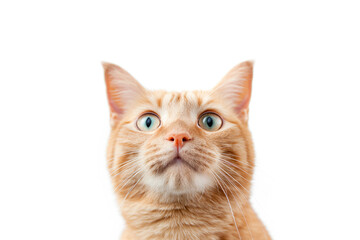 orange tabby cat is looking straight ahead at the camera isolated on white background