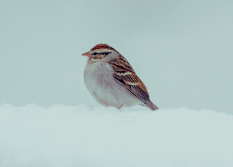 Snow Sparrow