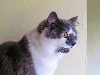 The Persian cat, also known as the Persian Longhair, is a long-haired breed of cat characterised by...