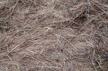 Dry grass on the ground