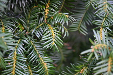Yew berry leaves close-up, macro yew berry leaves 