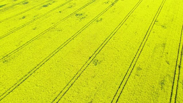 Aerial view of bright yellow rapeseed fields.