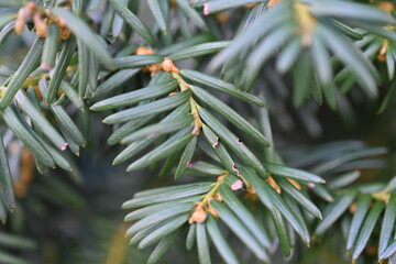 Yew berry leaves close-up, macro yew berry leaves 