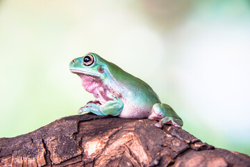 White's tree frog (Litoria caerulea), also known as the Australian green tree frog, simply green tree frog in Australia, or dumpy tree frog