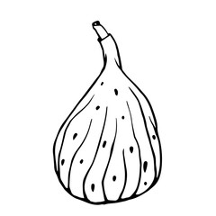 Sketch, doodles of fig fruits. Vector graphics.