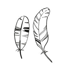 vector frame of hand drawn bird feather with spots, inked monochrome illustration of feather, black and white sketch isolated on white background
