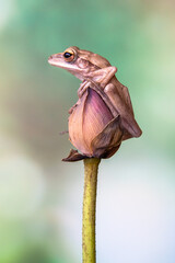 Polypedates leucomystax is a species in the shrub frog family Rhacophoridae. It is known under numerous common names, including common tree frog, four-lined tree frog