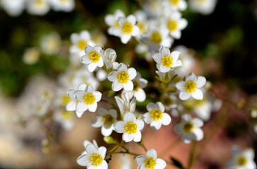 Detail of the flowers Saxifraga cuneata (or Saxifraga platyloba), a rock plant