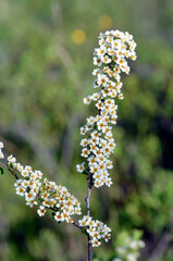 The small shrub Spiraea hypericifolia in flower