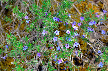 Obraz premium The small shrubby gromwell bush (Lithodora fruticosa) in flower