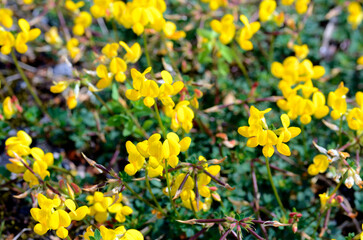 Obraz premium Flowers of common bird's-foot trefoil (Lotus corniculatus)