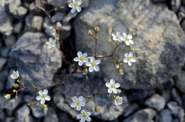 Obraz premium Saxifraga tridactylites in flower. Grows in stony soils