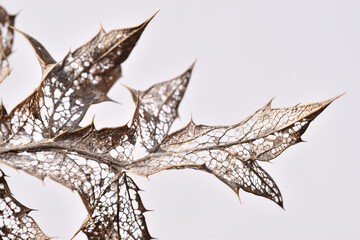 Dry leaves of the wild teasel (Dipsacus fullonum) in winter with