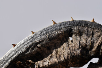 Dry leaves of the wild teasel (Dipsacus fullonum) in winter with - obrazy, fototapety, plakaty