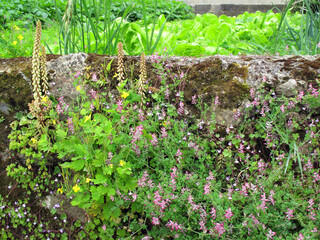 Venus navel plant (Umbilicus rupestris) in flower growing on a wall