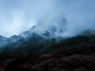 Fototapeta premium Fog and low clouds roll down the sides of a forested mountain, creating a striking play of chiaroscuro, similar to a dramatic painting