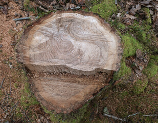 Wald, Forst, Holznutzung, Moos Laub, feinste Strukturen im Holz