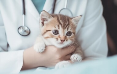 young doctor veterinarian examining a kitten 