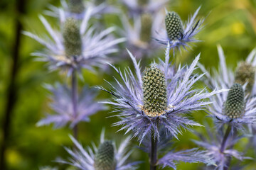 Eryngium alpinum 'Blue Jackpot' also known as Blue Sea Holly