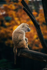 baboon sitting on a tree