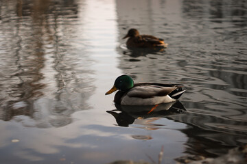 Wild ducks swim in the lake in the park