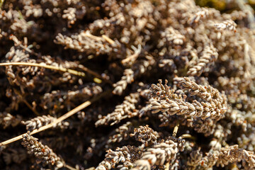 Lavanda esiccata