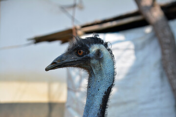 Close-up head of emu with big funny eyes.