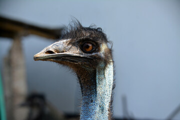 Close-up head of emu with big funny eyes.