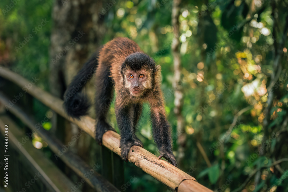 Poster japanese macaque sitting on a tree