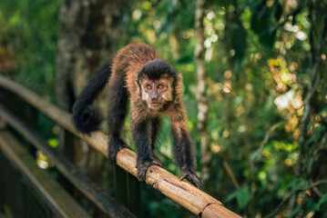 japanese macaque sitting on a tree