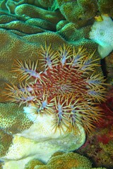 Crown-of-thorns starfish- colorful invasive species on the tropical reef. Corals and invasive animal. Dangerous creature on the reef. Tropical marine life, underwater photography from scuba diving.
