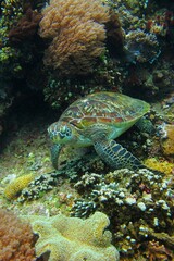 Reef seascape with protected marine animal - sea turtle. Green sea turtle (Chelonia mydas) in the...