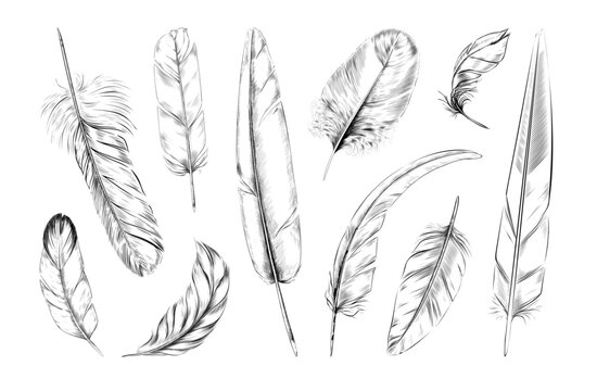 Bird feathers. Black white quill logo, pattern of goose or swan, peacock or angel plume, soft fluffy plumage. Hand drawn isolated decorative elements. Softness symbol. Vector graphic icons