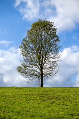 Fototapeta premium Lonely tree on a green meadow under blue sky with clouds