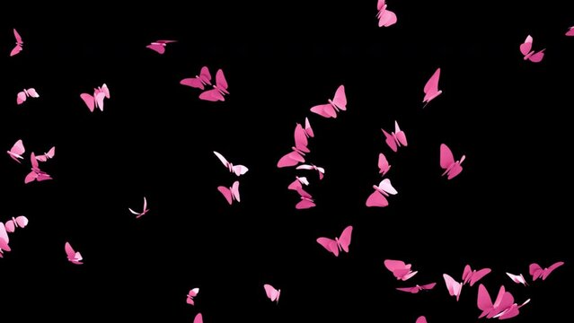 Butterflies.
This stock motion graphics video shows butterflies flying on a transparent background.