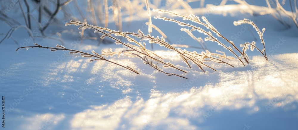 Sticker Scenic close up of a serene winter wonderland with a pristine snow covered field