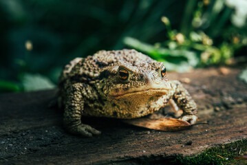 frog sitting on the ground