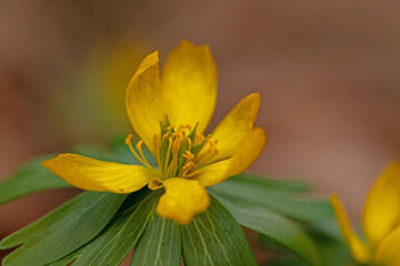macro of a beautiful flowering winter aconite flower in a forest
