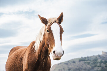 Closeup portrait of chestnut horse looking up to the camera in the pasture on sunny day in the...