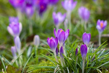 Fotobehang crocus flowers in the garden -  spring flowers - soft focus © Mira Drozdowski