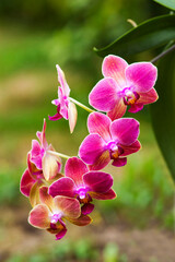 Beautiful pink orchid  - phalaenopsis