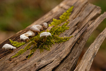 small mushrooms on dead wood in a forest in early spring