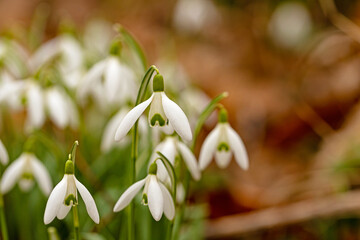 beautiful wild snowdrop flowers in a forest