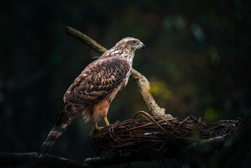 bird of prey